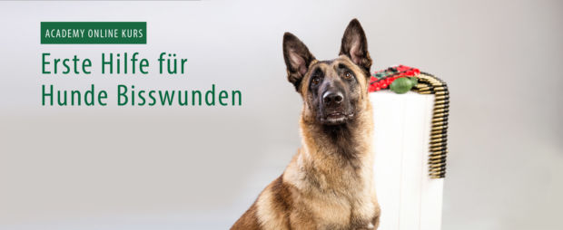 OnlineKurse zum Thema &quot;Erste Hilfe beim Hund&quot;